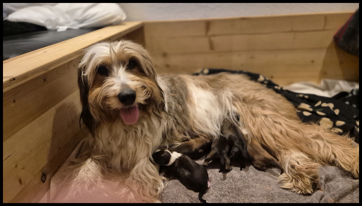 D-Wurf-von-der-Straubenhalde-2025